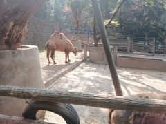 -昆明动物园