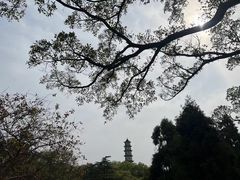 -江心屿景区