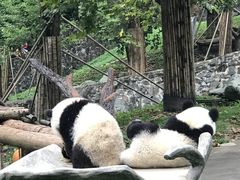 -都江堰中华大熊猫苑