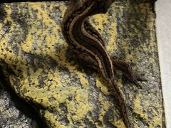 -酷以爬仙阁实体爬宠店·守宫·蜥蜴·专业繁育