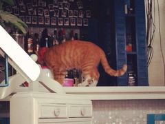 吧台-Sirena海妖日咖夜酒