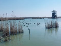 -盐城丹顶鹤湿地生态旅游区