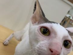 -李小姐の猫咖啡馆(五角场店)