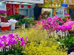 -溪岸路花鸟市场