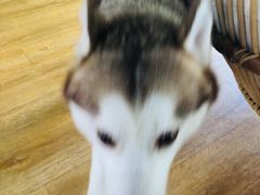 -Husky Go! 哈士奇体验馆·宠物咖啡厅狗咖