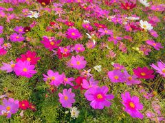 -天适樱花悠乐园