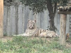 -常州淹城野生动物世界