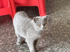 -安记烧鹅(新桥店)