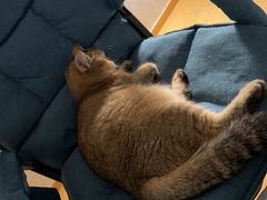 -伟伟宠物医院·瑞派猫友好医院·猫科(光谷店)