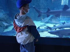 -烟台海昌鲸鲨海洋公园