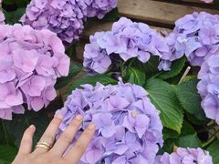 -上海鲜花港