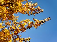 -永定河休闲森林公园