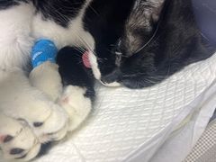 -纳吉亚猫专科动物医院·北北分院
