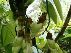 -风致肯麦基(忠信店)