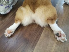 -柯斗斗主题餐厅·狗咖·围炉煮茶·茶饮(国瑞升平里店)