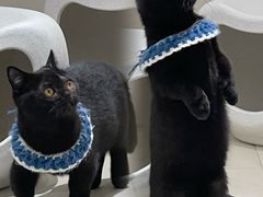 -怪兽屋·羊驼·猫咖·狗咖(俊华广场店)