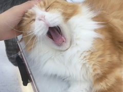 -喵园·猫主题咖啡厅·撸猫·猫咖(国贸店)