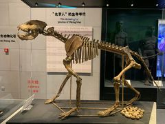 -北京周口店北京人遗址博物馆