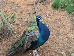 -西霞口神雕山野生动物世界