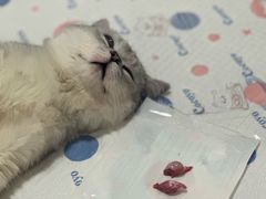-灵美宠物诊所