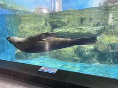 -锦艺城海洋馆