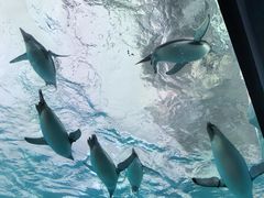 -珠海长隆海洋王国