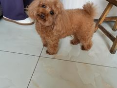 -宠福鑫康馨动物医院·骨科·眼科