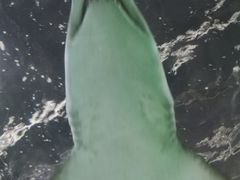 -悉尼海洋生物水族馆