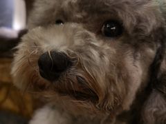 -more than meow吴止猫主题餐厅(承德 中船汇店)