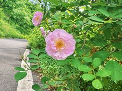 -老山国家森林公园