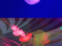 -海合安武汉极地海洋公园