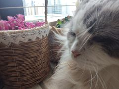 -楼上猫咖(罗湖店)