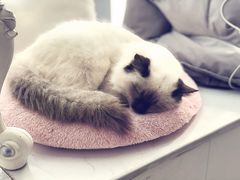 -共舞时光猫咖·狗咖(新街口店)