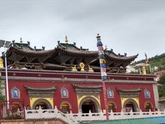 -塔尔寺菩提树