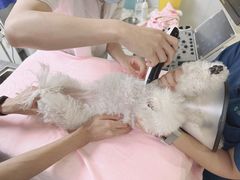 -瑞派紫金宠物医院24小时·骨科·中兽医·重症转诊中心(番禺大石院)