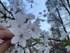 -上海共青森林公园