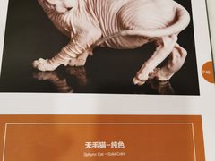 -袖虎·猫馆(体育西路店)