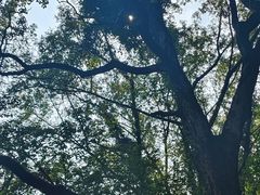 -王阿姨文昌油赞子(府桥街店)