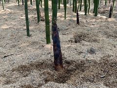 -同里国家湿地公园