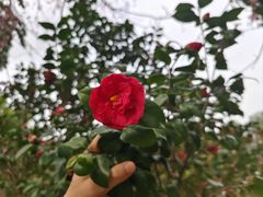 -中国科学院华南植物园