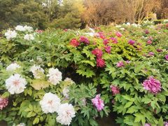 -莲花池公园