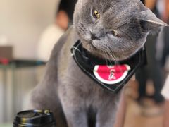 -猫在这儿猫咪咖啡馆·撸猫馆