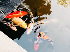 -鱼桥巷·美学川菜