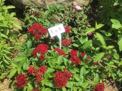 -东莞植物园