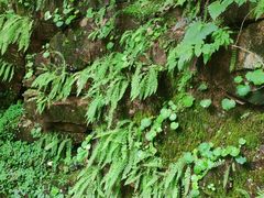 -五女峰国家森林公园