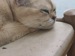 -猫咪派对(江南西店)