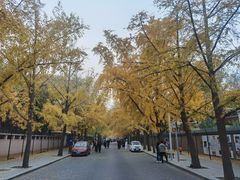 -三里屯东五街银杏大道