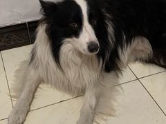 -宠福鑫康馨动物医院·骨科·眼科
