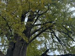 -千年银杏谷文化旅游区