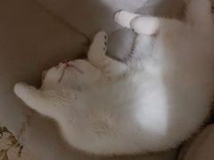 -飞行喵MR PILOT|猫舍·猫咖(静安大融城店)
